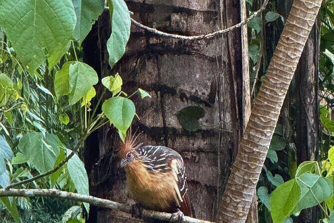 2 Day Manu National Park Tour to Explore the Amazon Biosphere - Cusco at dawn: Ninamarca burial towers before the jungle