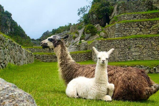 2 Days 1 Night in Machu Picchu with Tourist Train and Entrance - The tourist train to Aguas Calientes: comfort and control