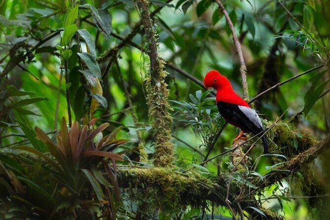 3 Day Manu Amazon Rainforest (Private Tour) - Key things to know before you go