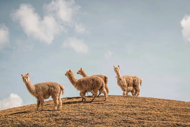 3 Days All Inclusive Ausangate to Rainbow Mountain Trek - First Morning From Cusco: 4:30am Meet, Hotel Pickup, and the Ride to Upis
