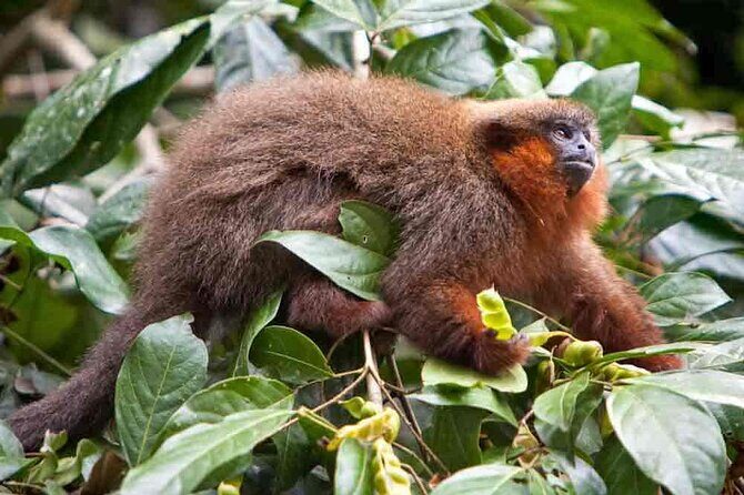 3 Days Amazon Manu Nature – 3 Days - Day 2: boat on the Alto Madre de Dios and a full rainforest day