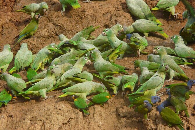 3 Days Amazon Manu Nature – 3 Days - Who should book this Manu jungle nature tour?