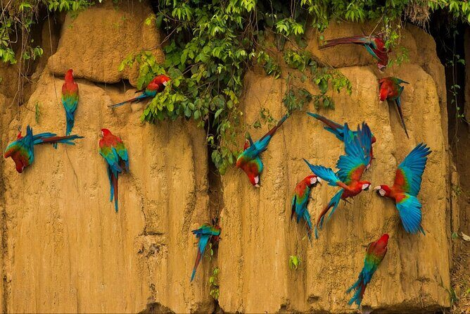 3 Days Guided Manu Jungle Tour from Cusco - Day 2 on land and water: hiking, Palotoa tubing, and an indigenous community visit