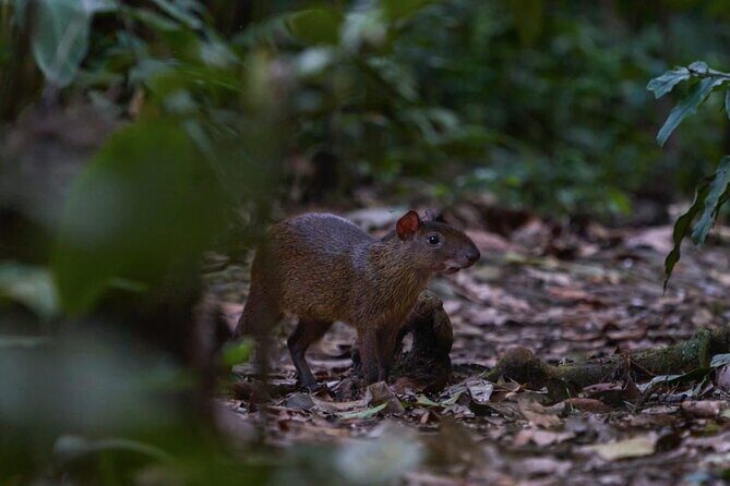 4-Day Wildlife Tour: Manu Peruvian Jungle - Key highlights you’ll actually feel on the ground