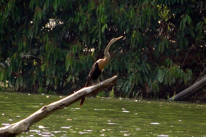 4-Day Wildlife Tour: Manu Peruvian Jungle - Day 3: medicinal plants, early wildlife odds, optional zipline, and Machuwasi Lake