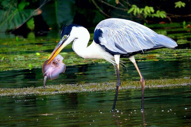 4-Day Wildlife Tour: Manu Peruvian Jungle - Day 4: the parrot and macaw clay lick and the return to Cusco