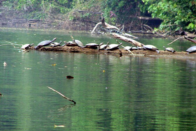 4-Day Wildlife Tour: Manu Peruvian Jungle - Price and value: does $465 make sense for this 4-day Manu run?