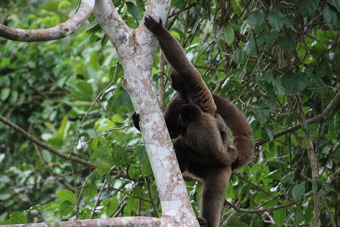 4-Day Wildlife Tour: Manu Peruvian Jungle - Comfort level, group size, and the stuff you should double-check