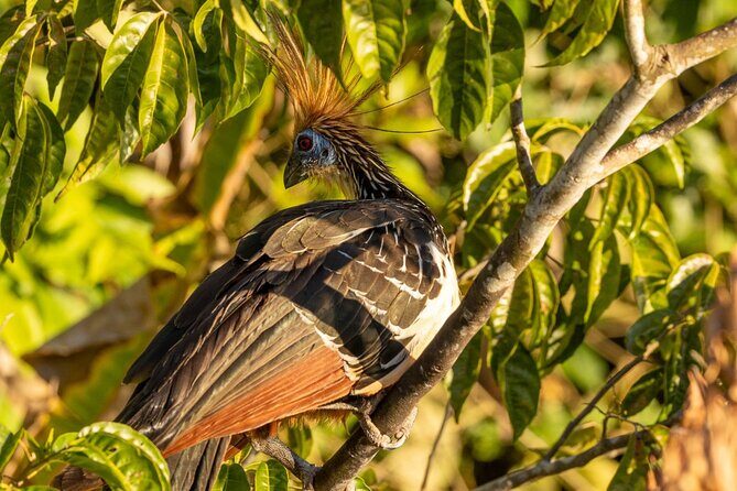 4 Days Manu Park Tour - Private Reserve Walk and a Small Mountain View
