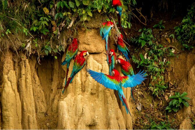 4 Days Manu Park Tour - Manu Cloud Forest: Trying for the Cock-of-the-Rock