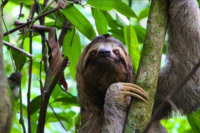 5 Days Guided Manu Amazon Tour - Day 4 Palotoa river tubing and your final move back to Rainforest Lodge
