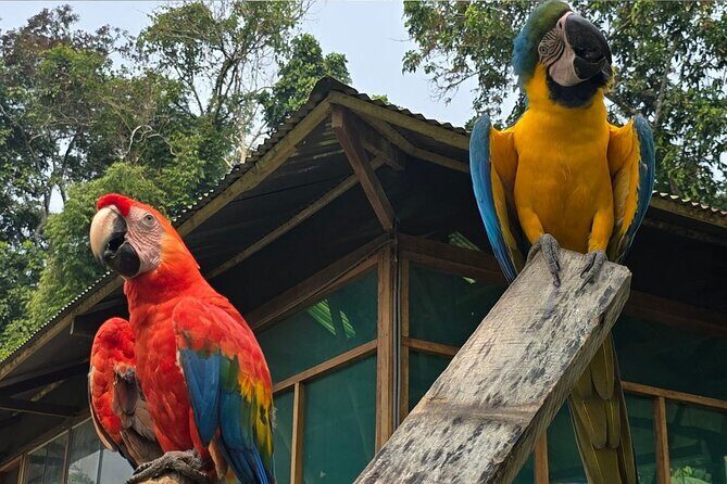 5 Days Guided Manu Amazon Tour - Cloud forest to Madre de Dios: birds, monkeys, and what the boat ride does for you