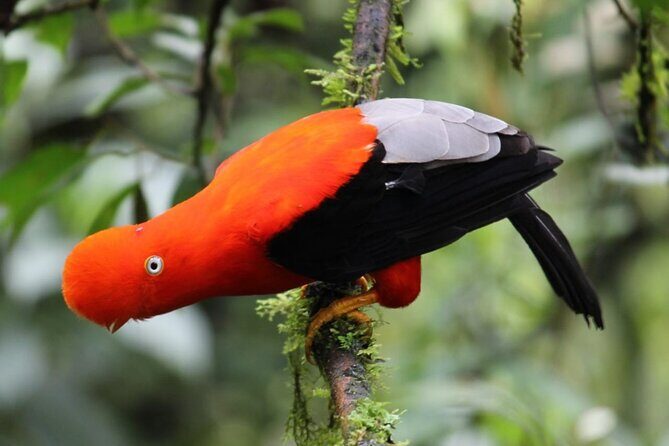 5 - Days Manu Jungle Tour with Hot Springs and Falls - Getting to Manu from Cusco: long hours, real payoff