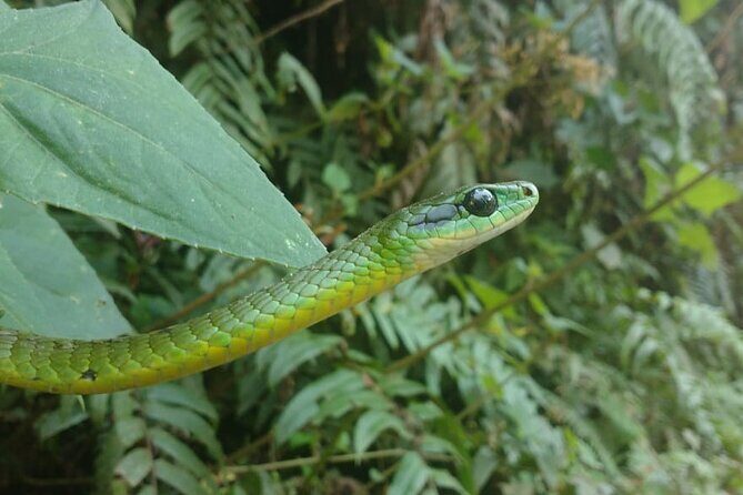 5 - Days Manu Jungle Tour with Hot Springs and Falls - Day 3: time with naturalist biologists on birds, plants, and the “why”