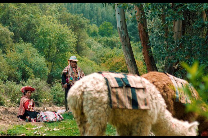 Alpaca Walk & Natural Dye Tour: A Memorable Full Day Experience - The walk: collecting leaves for natural dye