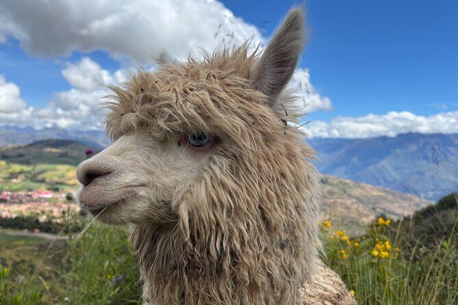 Alpaca Walk over the Sacred Valley of the Incas from Cusco - Who this alpaca walk suits best (and who should think twice)