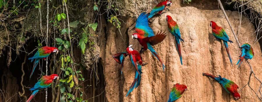Amazonas Manu Cultural Zone 4 Days / 3 Nights - Key highlights at a glance