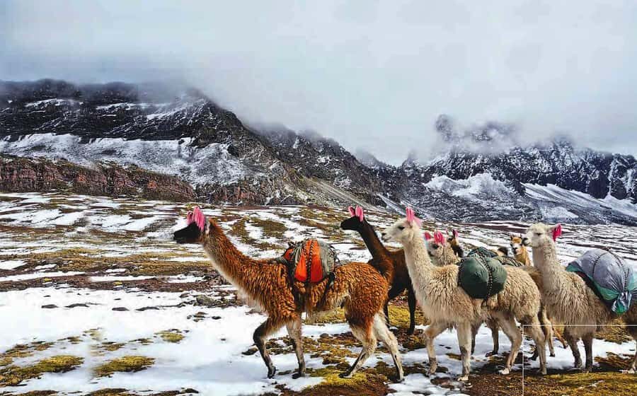 Arrive before the crowd to the Mountain in private service - Who this tour fits best