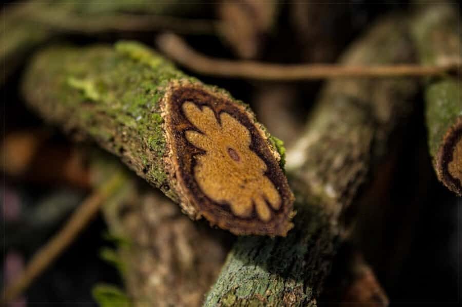 Ayahuasca Ceremony 1 Day in Cusco - San Pedro in Cusco hills: what this 1-night retreat is really about