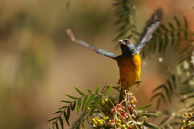 Birdwatching at Huacarpay Wetland in Cusco - Key points you’ll actually care about
