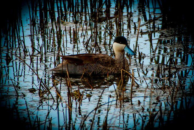 Birdwatching at Huacarpay Wetland in Cusco - Cusco endemic targets and seasonal migrants you may spot