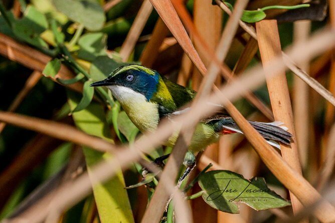 Birdwatching at Huacarpay Wetland in Cusco - Small-group size (max eight) for real spotting