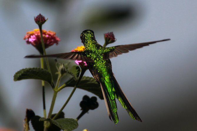 Birdwatching at Huacarpay Wetland in Cusco - What $120 gets you: private transport, guidance, and free admission