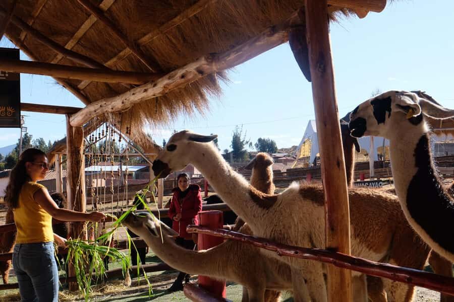 Camelid Center Visit in Cusco: Alpacas, Culture & Weaving - Key things to know before you go