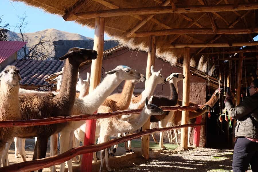 Camelid Center Visit in Cusco: Alpacas, Culture & Weaving - Meeting the four native camelids: not just cute animals