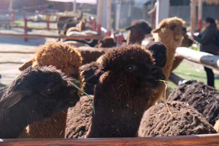 Camelid Center Visit in Cusco: Alpacas, Culture & Weaving - Andean weaving lesson: where the culture clicks