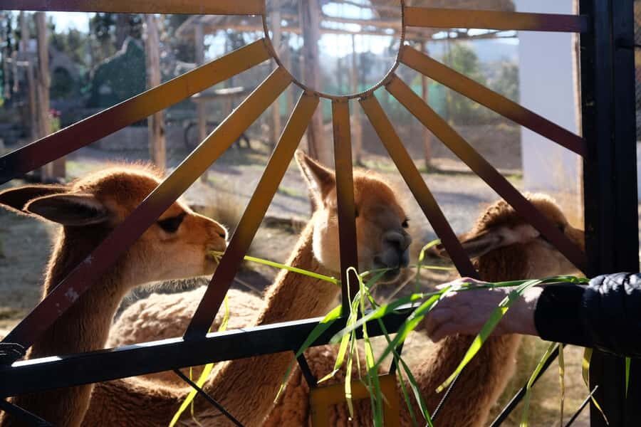 Camelid Center Visit in Cusco: Alpacas, Culture & Weaving - Should you book the Camelid Center visit outside Cusco?