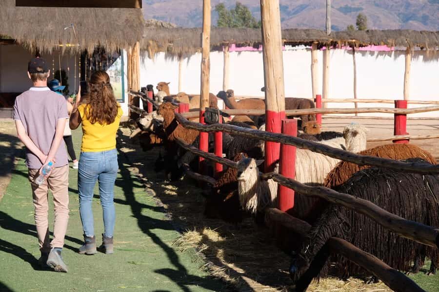 Camelid Center Visit in Cusco: Alpacas, Culture & Weaving - Huayllarcocha photo stop: a quick taste of the region