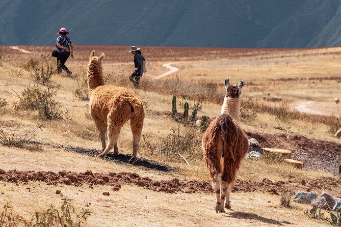 Chinchero, Moray & Maras Day Tour with Llama Picnic from Cusco - Salinas de Maras Salt Mines: Working Salt Pans at 3,380 Meters