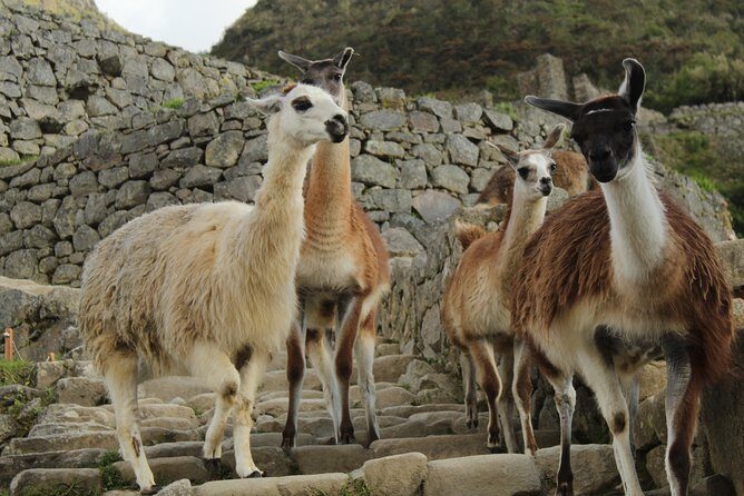 Classic Inca Trail Expedition to Machu Picchu 4D/3N - Day 4 Machu Picchu at Opening Time: Sun Gate, a Guided Citadel Tour, Then Back to Cusco
