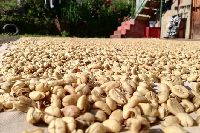 Coffee Farm Experience: 1-Day Coffee Tour from Cusco - Lunch on the farm: traditional food, optional cuy