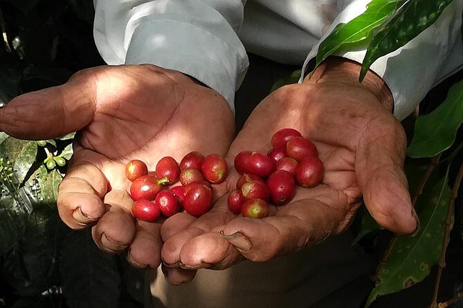 Coffee Farm Experience: 1-Day Coffee Tour from Cusco - Amaybamba–Huayopata (La Convención): meeting the producers first