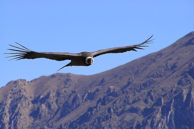 Condor Tour from Cusco - 1 Day - Key things to know before you go