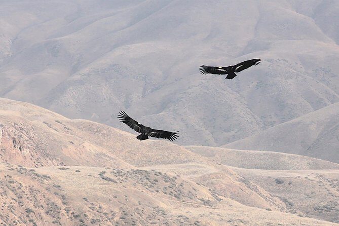 Condor Tour from Cusco - 1 Day - Condor spotting: what to expect when nature runs the schedule