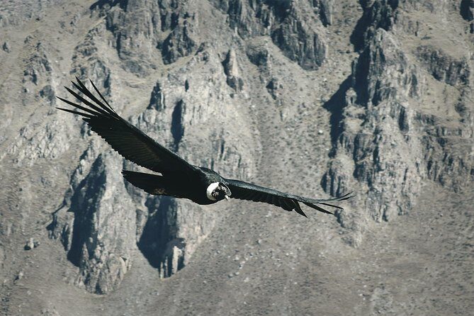 Condor Tour from Cusco - 1 Day - Comfort and logistics that affect your day