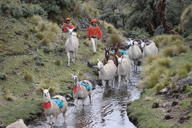 Cultural Multi Day Tour from Lares to Machu Pichu with Llamas - Key highlights you’ll feel right away