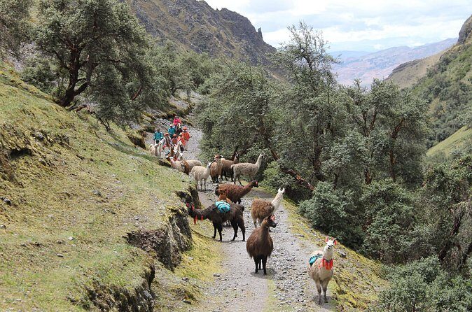 Cultural Multi Day Tour from Lares to Machu Pichu with Llamas - Day 4: Sunrise photos, guided Machu Picchu, and the train back to Cusco