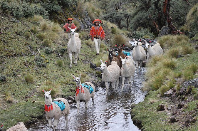 Cultural Multi Day Tour from Lares to Machu Pichu with Llamas - Who this tour fits best (and who should think twice)