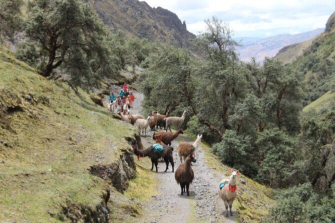 Cultural Multi Day Tour from Lares to Machu Pichu with Llamas - Day 1: Sacred Valley drive, Yanahura-Pucara, and high lake camping
