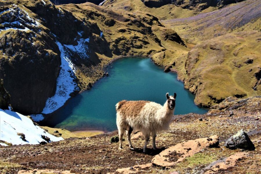 Cusco: 4-Day Lares Trek to Machu Picchu with Panoramic Train - Guides, Chefs, and the Human Stuff That Changes the Feel