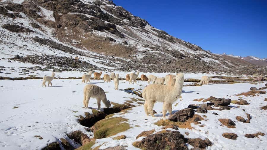 Cusco: Ausangate Tour 7 Lagoons full day - Hot Springs After Ausangate: Thermo-Medicinal Recovery Time