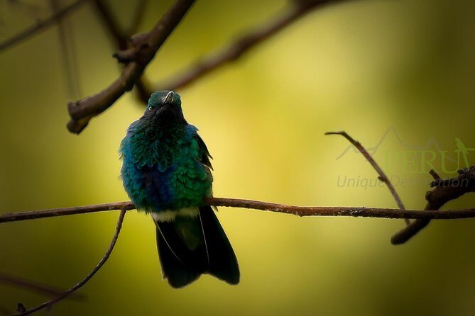 Cusco Birdwatching at Balcón del Diablo (Halfday) - Key Things I’d Pay Attention To