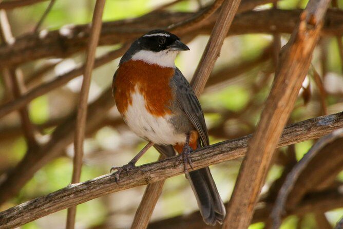 Cusco Birdwatching at Balcón del Diablo (Halfday) - Balcón del Diablo Morning Birding: why this half-day works