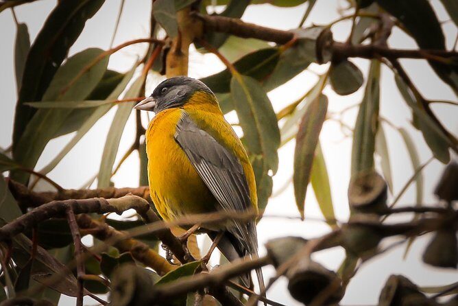 Cusco Birdwatching at Balcón del Diablo (Halfday) - Meeting at JW Marriott El Convento Cuscoy and the 6:00 am rhythm