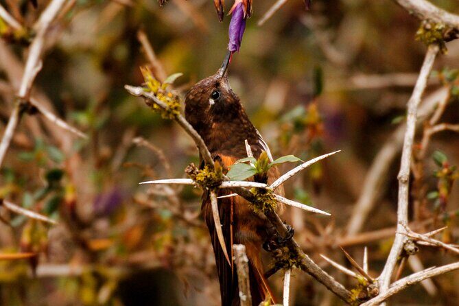Cusco Birdwatching at Balcón del Diablo (Halfday) - Cusco endemics at Balcón del Diablo: 20 minutes from town, big target birds