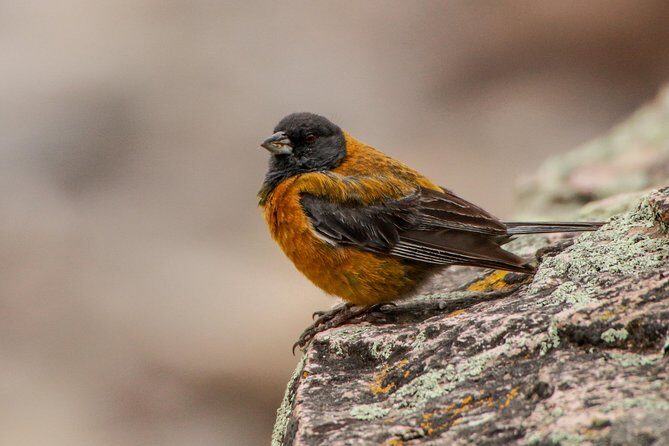 Cusco Birdwatching at Balcón del Diablo (Halfday) - Your guide game-plan: spotting skill, ID help, and real enthusiasm